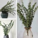 10pcs Natural Dried Flowers Eucalyptus Branches Leaves Floral Decor Home | eBay 10pcs Natural Dried Flowers Eucalyptus Branches... 