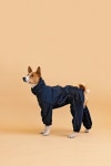 Waterproof Basenji Overall Chest Buckle. Custom. Adjustable. - Etsy