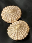 Oversized 32mm Plastic Gold and Cream Tone Nautical Limpet - Etsy