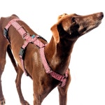 Dog Harness Vichy for Greyhound, Whippet, Piccolo, Hound, All Breeds Antiescape System. This Product is Tailormade Especially for... 