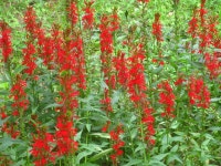 Red Cardinal Flower 5 Roots, Lobelia Cardinalis - Etsy
