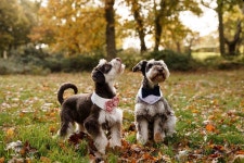 Dog Flower Collar Dog Wedding Attire Dog Wedding Bandana - Etsy