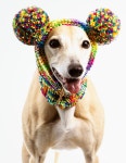 Knitted Rainbow Pompom Dog Hat Gift for Dog Lover - Etsy