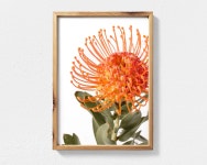 Australian Native Flower Printable Wall Art Pincushion Protea - Etsy