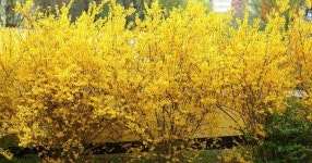Gold Bush Forsythia Cuttings Live Plant Cutting No Roots Fast Growing Plants Shrubs - Etsy