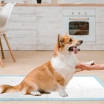 Case of 50 23x24 Ultra Absorbent Disposable Puppy Pee Pads for - Etsy