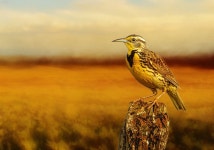 Western Meadowlark Fabric Panel BOY-002, Panel Size is 20 X 14, Quality Quilting Cotton - Etsy