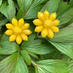 1950s Buttercup Yellow Beaded Flower Clip On Earrings  Made | Etsy