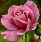 RARE English Pink ROSE Flower Tree Bush 3 10 20 or 30 - Etsy