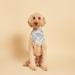 Christmas Dog Bandana Slides on Over the Collar Cute Pattern - Etsy