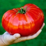 Beefsteak Tomato Seeds Free Domestic Ship - Etsy