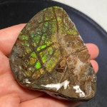 Natural Canadian Ammonite Specimen 74X56X25 Mm 102 Grams 2555-43 - Etsy