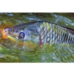 Carp Art Print, Freshwater Carp Fishing summer Carp Rising, Hand Signed Fishing Décor Gift by Jack Tarpon, Choice of Sizes 11x14... 