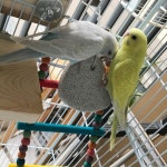 Mineral stone molars parrot mouth grinding supplement trace | Etsy