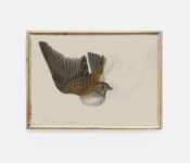 Vintage Bird Print | Wild Bird Art | PRINTABLE Art | French Country Art | Vintage Farmhouse Art | Antique Bird Engraving... 