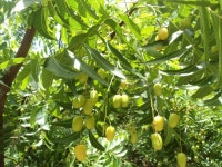 Neem Tree Seeds - Azadirachta Indica 200 Seeds - Etsy