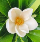 Sweetbay moonglow Magnolia 1224 or 2436 grown in 1 - Etsy