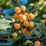 Loquat Live Tropical Fruit eriobotrya Japonica Tree 12 24 - Etsy