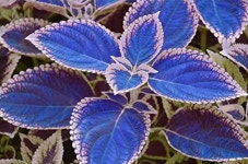 20pcs / Bag Blue Coleus Seeds, Beautiful Flowering Plants, Potted Bonsai Balcony #0113 - Etsy