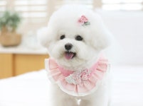 Hanbok Capemodern Hanbokhanbok Skirt Womensmall Dog - Etsy