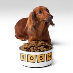 Nosh Funny Jewish Pet Bowl - Etsy