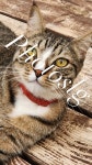 CATS - Etsy