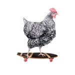 Skateboarding Chicken Blank Card Set | Barred Rock Hen on Skateboard L Funny Cute Greeting Cards for Farmer | 100% Proceeds to... 