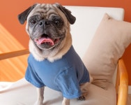 Modern Crewneck T-shirt in Soft Blue Soft Organic Cotton Made to Order - Etsy