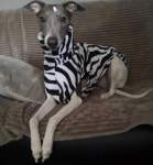 Greyhound and Whippet Fleece Jumpers / Sleeveless Sweater - Etsy