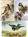 Rice paper decoupage 160001 birds Decopatch Decoupage | Etsy Rice paper decoupage #160001 birds Decopatch Decoupage supplies