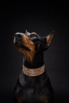 Extra Wide Dog Collar Wide Rose Gold Dog Collar 2 Inch Dog - Etsy