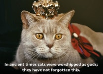 POLL: Do You Own A Cat? A Dog? Both? What About A Monkey? - Stormfront