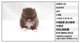 강아지분양 비숑프리제 분양, 강아지분양포털 주세요닷컴 No1179088