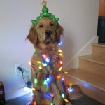 29 animals that hate Christmas more than the Grinch