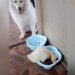 가생이닷컴>유머엽기 > 유머게시판 > 새끼 오리와 댕댕이