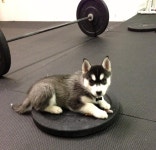 16 animals that lasted longer at the gym than you
