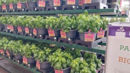 Plant prices are through the roof (Fruit Trees, tomatoes, veggies, spring) - Garden -Trees, Grass, Lawn, Flowers, Irrigation... 