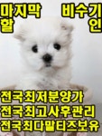 말티즈 분양, 강아지분양 ★말티즈분양★50%분양할인★전국당일배송★1년건강보장★사은품증정★투썸펫 도그짱 No