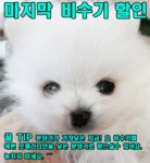 포메라니안 분양, 강아지분양 ★포메라니안분양★50%분양할인★전국당일배송★1년건강보장★사은품증정★투썸펫 도그짱 No
