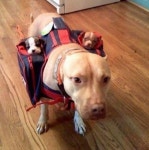 Taking the babies on their first walkie | Dogs | Know Your Meme Taking the babies on their first walkie | Dogs