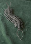 SCP-1353 Comforting Centipedes | Know Your Meme SCP-1353 Comforting Centipedes