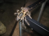 [Image - 780170] | Spiders | Know Your Meme [Image - 780170] | Spiders