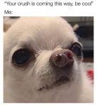 why they staring at me like that | Dogs | Know Your Meme why they staring at me like that | Dogs