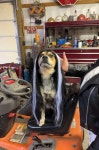 Nice Hair | Dogs | Know Your Meme Nice Hair | Dogs