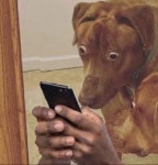 dog looking at phone with human hands shocked look | Know Your Meme dog looking at phone with human hands shocked look