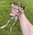 Invest in this dramatic frog being held. Has decent pepe upside | /r/MemeEconomy | Know Your Meme Invest in this dramatic frog... 