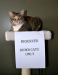 [Image - 700041] | Cats | Know Your Meme [Image - 700041] | Cats