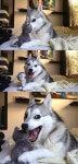 Pun Husky | Pun Dog | Know Your Meme Pun Husky | Pun Dog