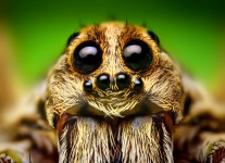 [Image - 780005] | Spiders | Know Your Meme [Image - 780005] | Spiders