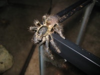 [Image - 780170] | Spiders | Know Your Meme [Image - 780170] | Spiders